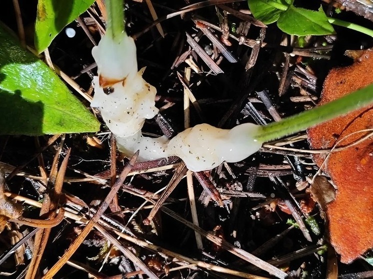 Редкий "желейный" гриб нашли на территории Томской области