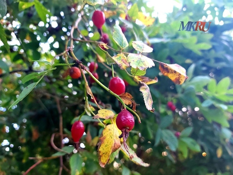 Калужан предупреждают о заморозках