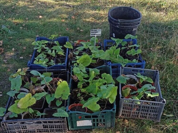 В Марий Эл восстановили популяцию двух краснокнижных растений