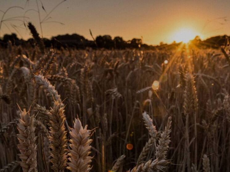 В ДНР появилось второе семеноводческое хозяйство