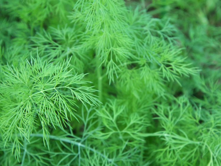 Специалисты рассказали, какие привычки защищают от проблем с ЖКТ