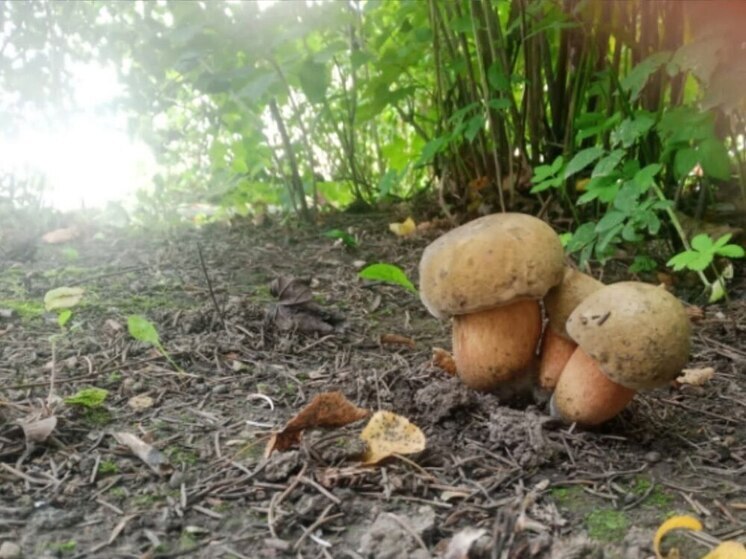 Глава Мосальского района поделился «красивой» находкой