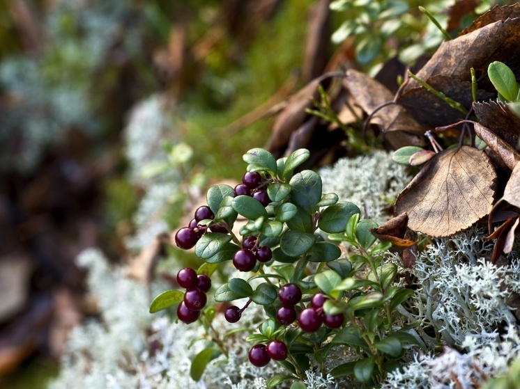 Сезон лесных даров: куда отправиться за ягодами в Подмосковье