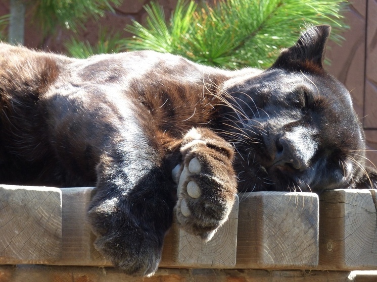 Пантера из Хакасии приняла солнечные ванны перед началом рабочей недели