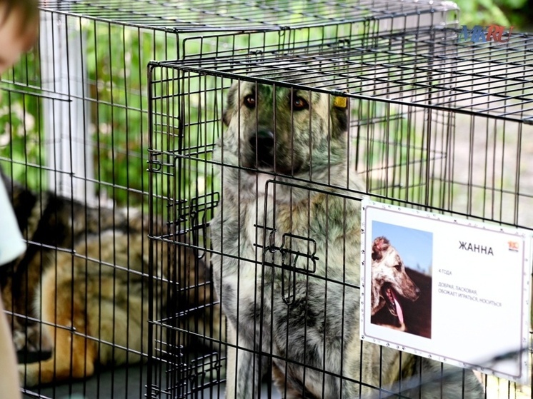 Калужские питомцы снова ищут добрый дом