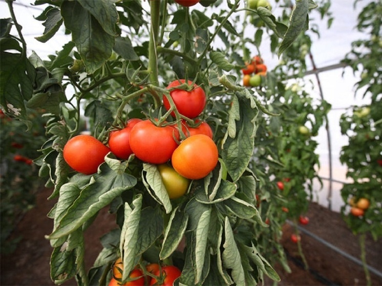 Огородникам рассказали о сорте томата Финиш, выведенном в Волгоградской области