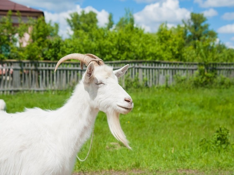 Народные приметы: что нельзя делать 15 сентября в день Мамонтия