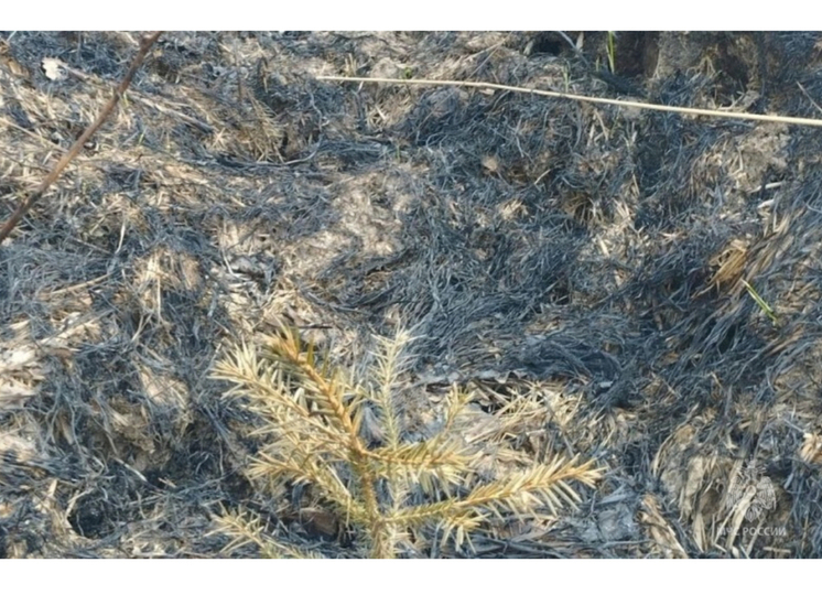 В Смоленской области зафиксирован лесной пожар в Рославльском районе