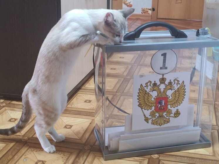 Политолог заявил о низкой политической культуре в Забайкалье