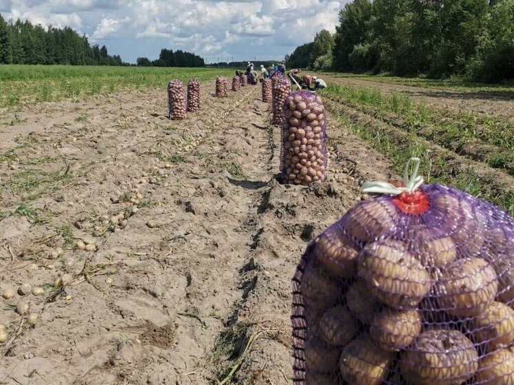 В Тюменской области рассчитывают на хороший урожай