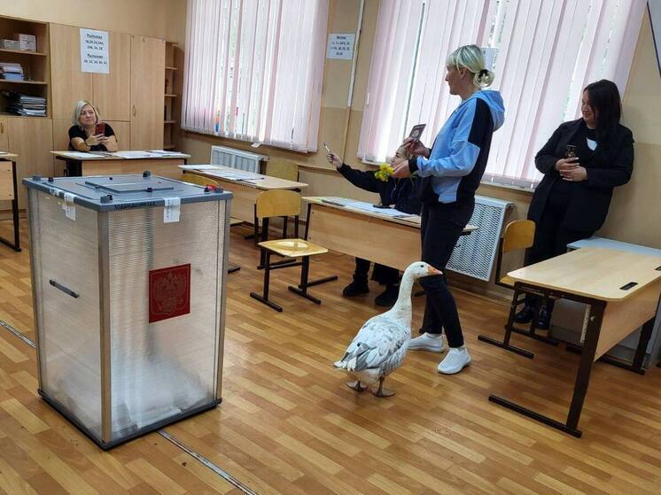 Стали известны предварительные итоги голосования на выборах в ГорДуму Самары