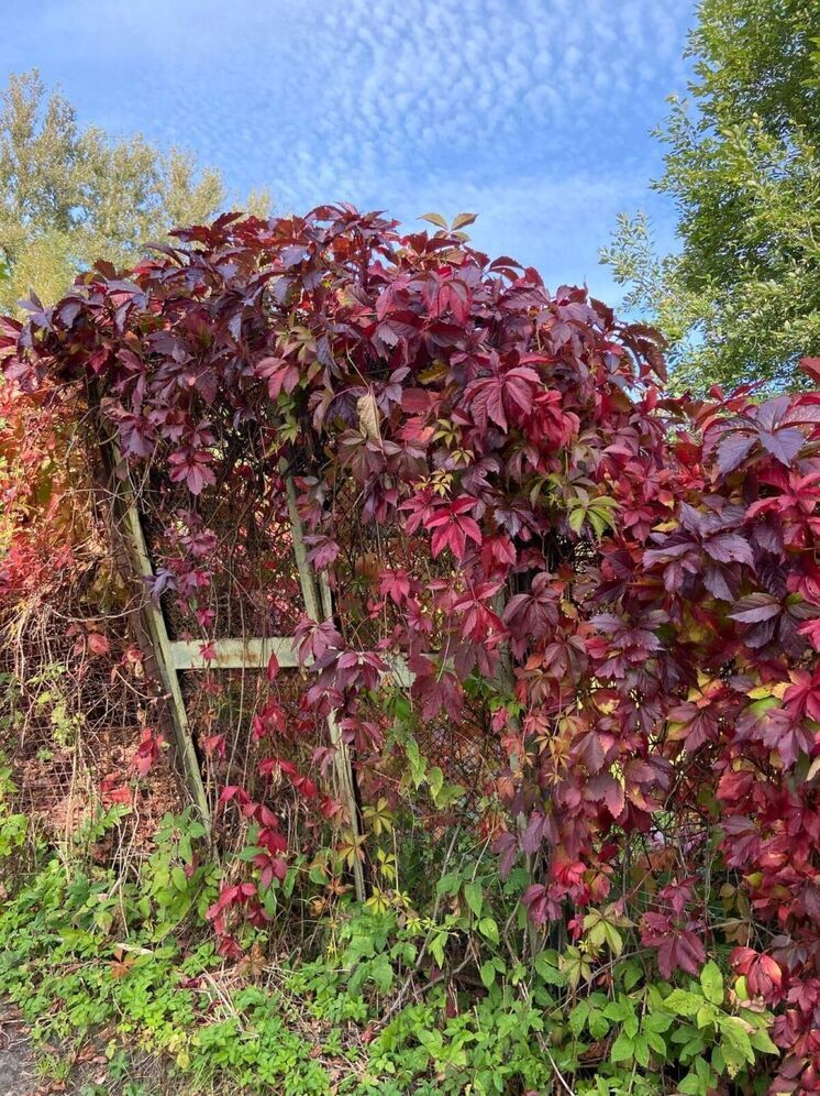 Метеоролог Сафонов: Москву и область ждет значительное похолодание