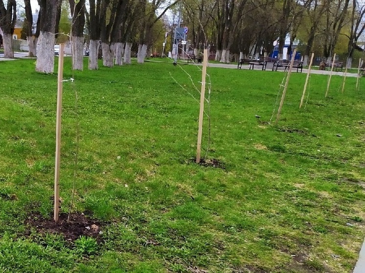 В Вологде высадят 250 новых деревьев