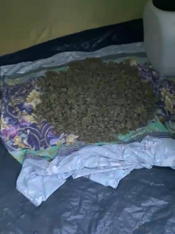 Пензенская полиция изъяла 116 кустов конопли и марихуану, которые сушились на лесной поляне