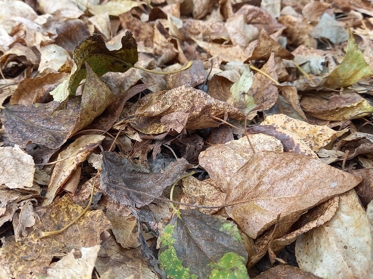 Садовод Татьяна Яньшина рассказала, что делать с опавшими листьями на даче