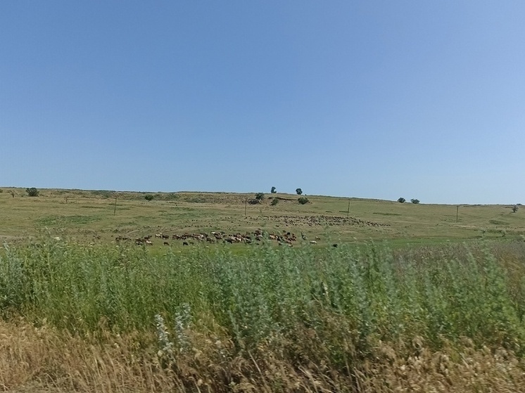 Ученые Россельхозцентра выяснили, как жара повлияла на вредителей и болезни в ДНР