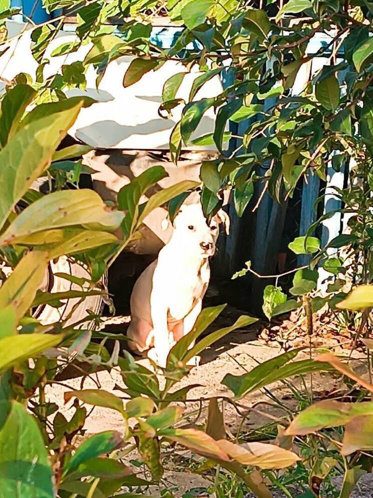 В Предгорном округе мужчина выбросил щенка из машины