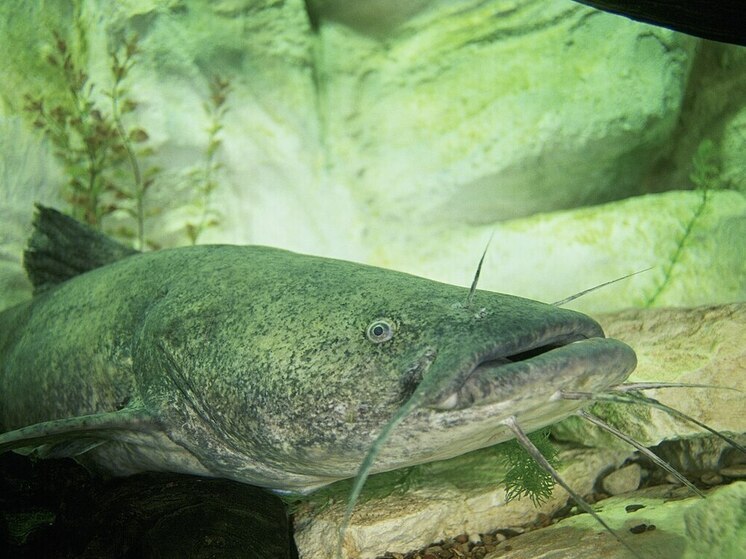 Жительница штата Айдахо в США поймала оливкового сомика рекордной длины