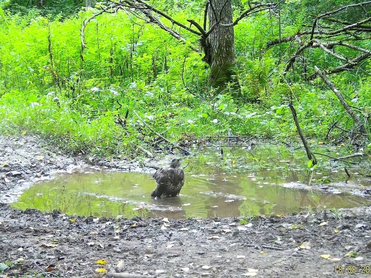 В калужском заповеднике сняли птичью ванну