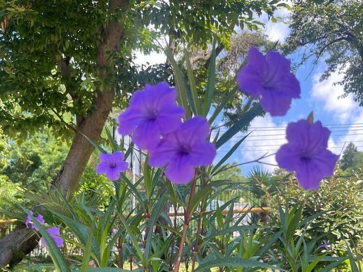 В саду Сочинского географического общества расцвела «Дневная красавица»