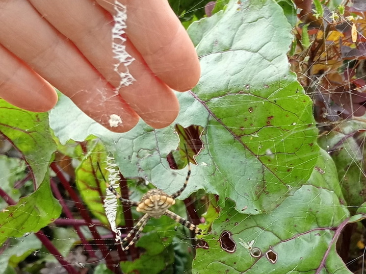 В Марий Эл обнаружен новый, внешне страшный, но неопасный паук