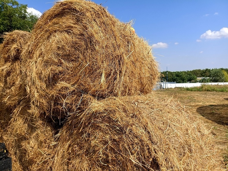 Cтавропольские животноводы опережают график заготовки кормов