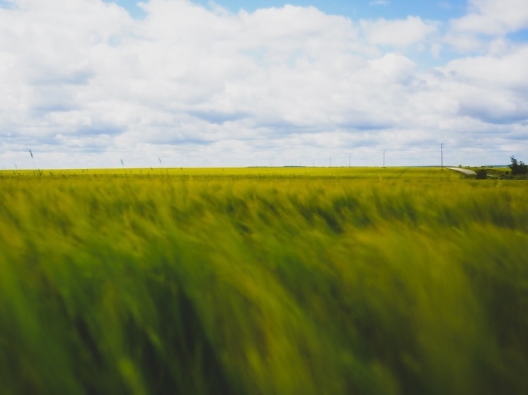 В Тульской области оштрафовали руководителя ООО «Агро» за заброшенные земли