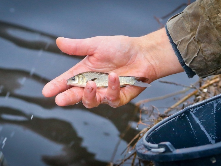 Атомщики выпустили в Десногорское водохранилище 40 тысяч мальков чёрного амура