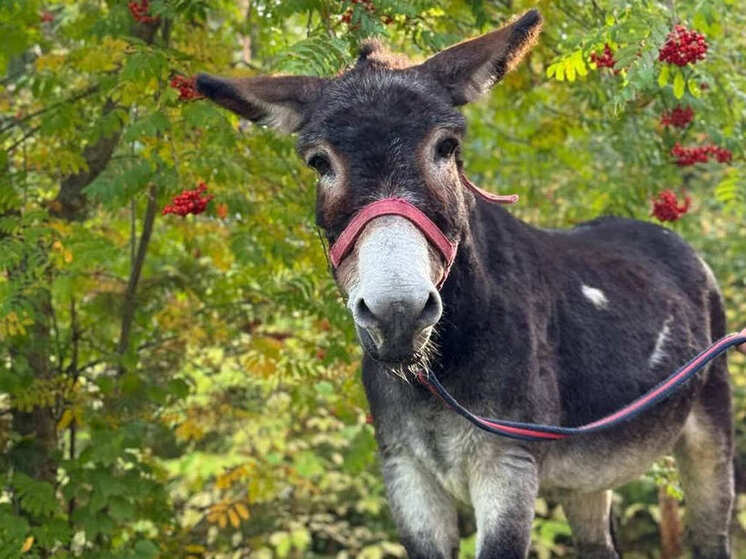 Ослик Жора после службы на СВО поселился в зоопарке Деда Мороза в Великом Устюге