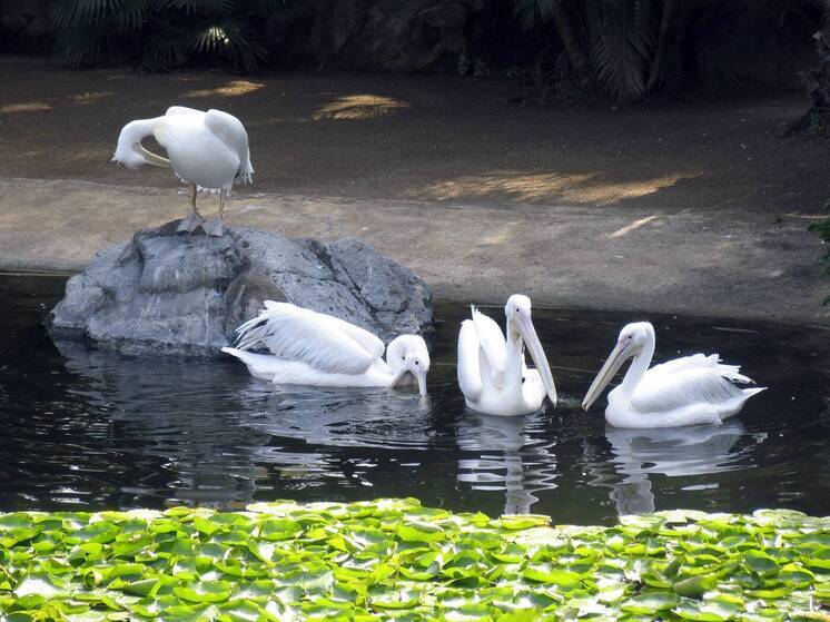 Краснокнижного кудрявого пеликана заметили на горном озере курорта "Роза Хутор"