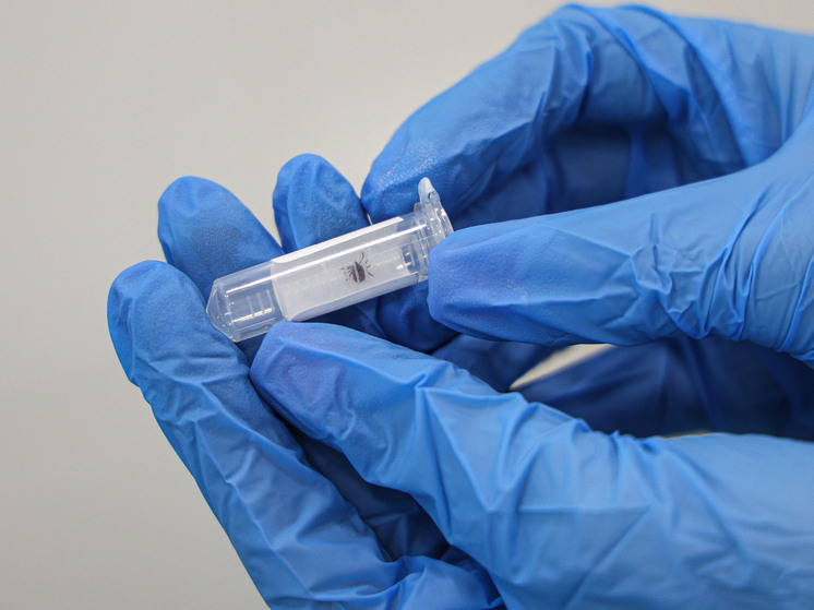 В Москве активизировались клещи из-за осенней прохлады