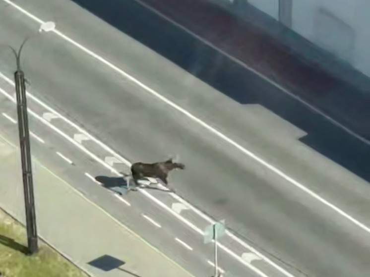 Неожиданные гости: лоси наведались к правительству Подмосковья в Красногорске