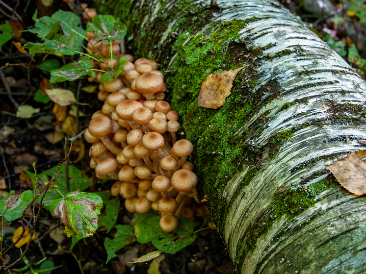 Миколог: в лесах Подмосковья наблюдается суперурожай осенних опят
