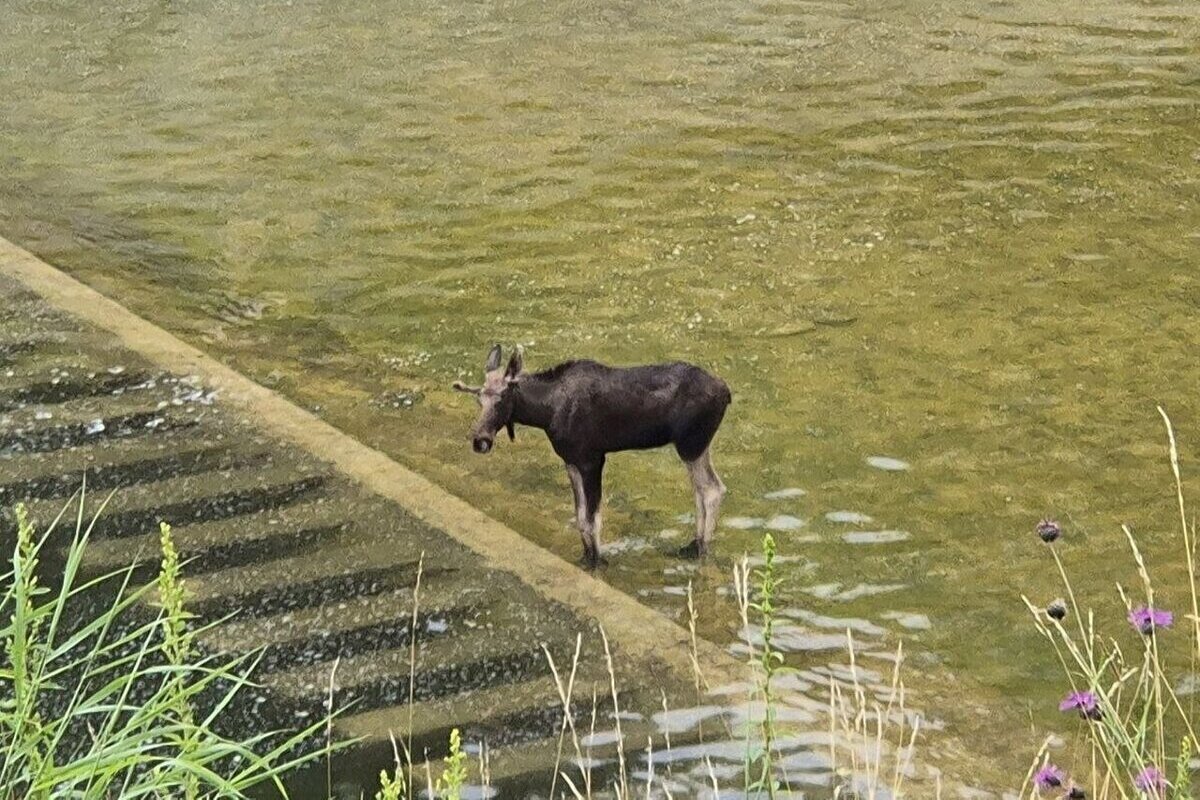 Лосей заметили у здания администрации Московской области