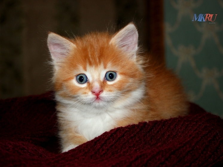 Калужанам рассказали о необычном способе борьбы с депрессией