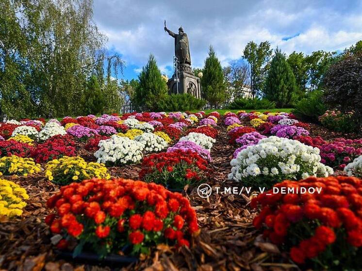 Склон у белгородского памятника князю Владимиру украсили тысячи хризантем