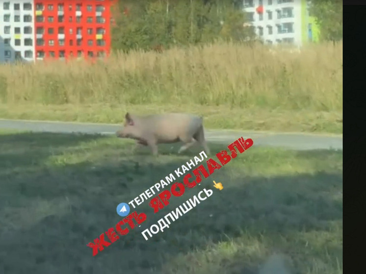 В Ярославле на проспекте Фрунзе бегает бесхозная свинья
