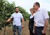 Губернатор Краснодарского края Вениамин Кондратьев в Темрюкском районе посетил виноградарское предприятие и центр энологии, а также провел совещание по развитию виноградарства и виноделия