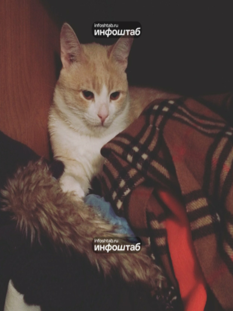 Астраханцам рассказали о пользе сна с питомцами