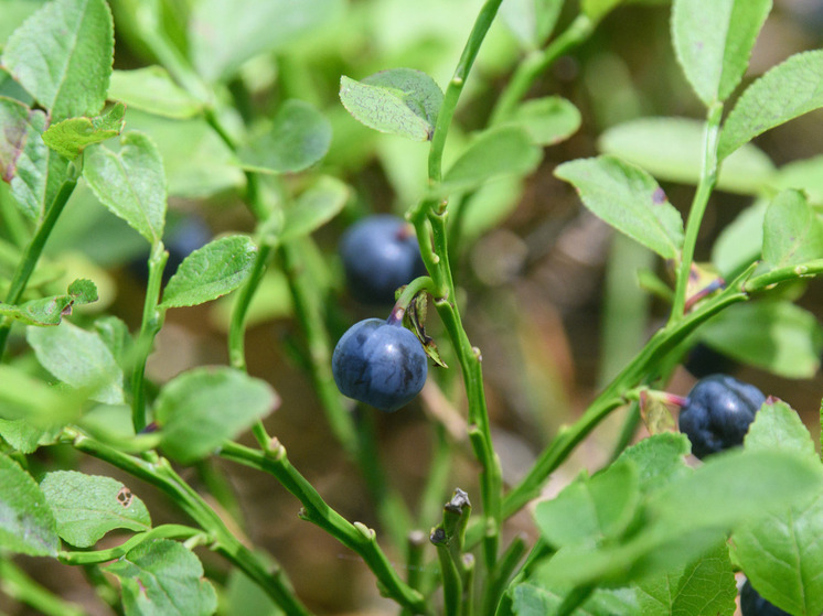 Черника в рационе младенцев может укрепить иммунную систему, пишет Frontiers in Nutrition