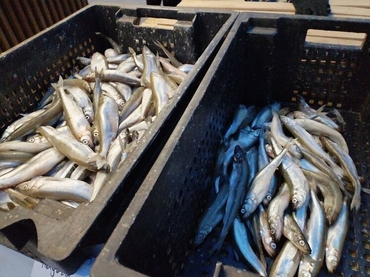 В Калининграде задержали 22 тонны рыбы с Фарерских островов