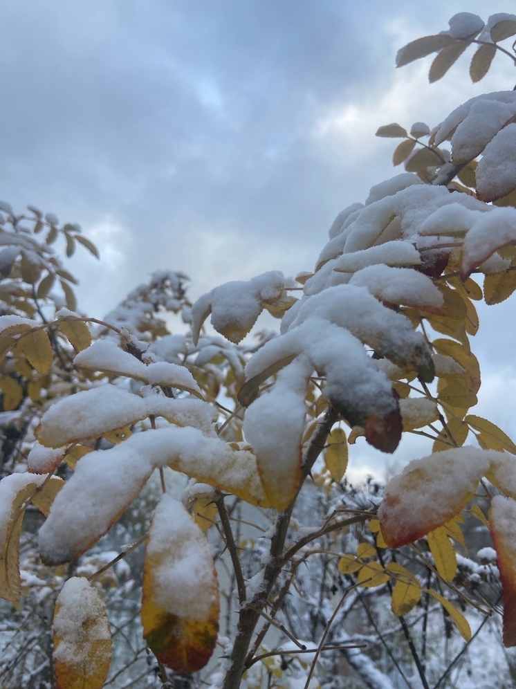Синоптик Ильин: первый снег в Подмосковье может выпасть с началом октября