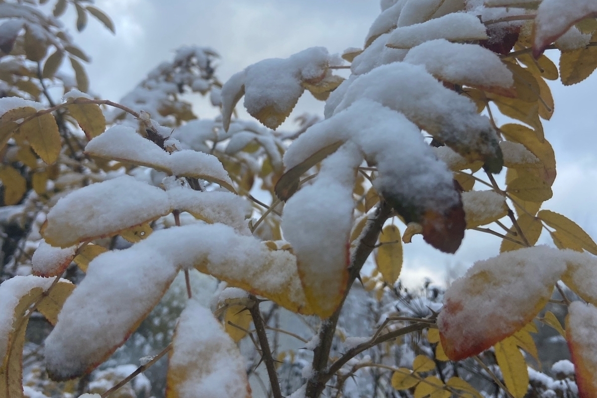 Синоптик сделал прогноз, когда в Москве и области выпадет первый снег