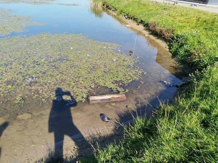 В пригороде Ярославля парк заполнился  мертвыми голубями