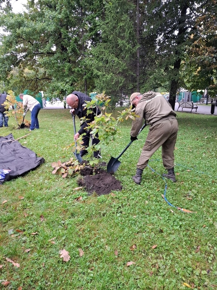 В Центральном парке Новосибирска высадили новые деревья и кустарники