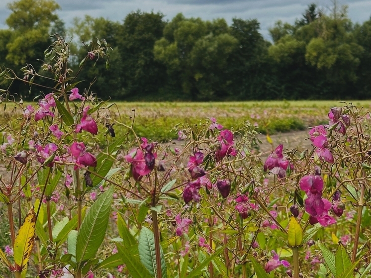 Без существенных осадков и до +20 °C: погода в Томске на 17 сентября
