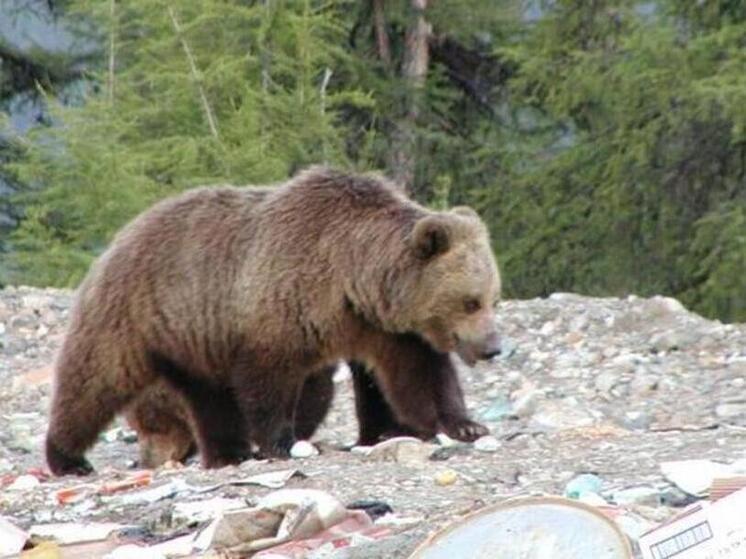 Трёх медведей застрелили рядом с Билибино