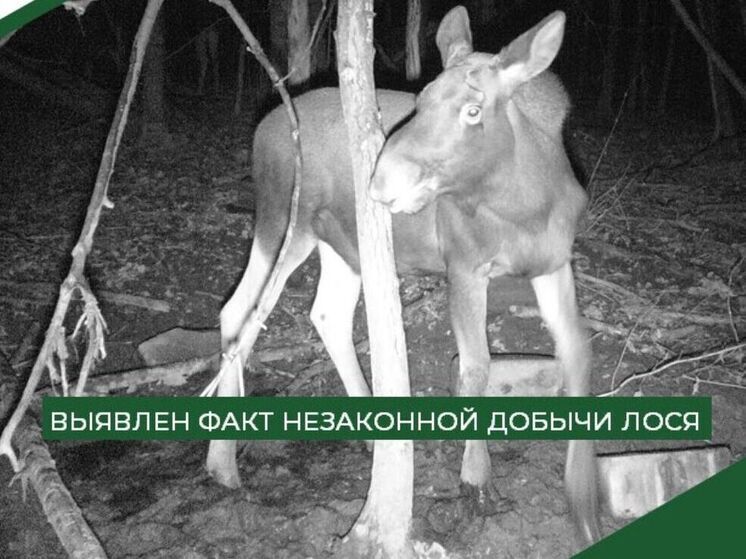 2 года тюрьмы грозит пензенскому браконьеру за добычу лося