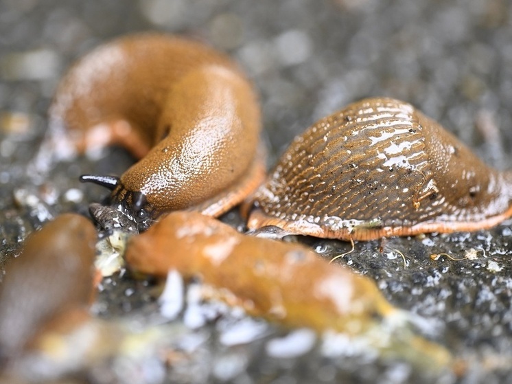 Эколог Рыбальченко: бороться с испанскими слизнями помогает рыхление почвы