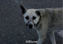 В Думе Астраханской области состоялось совместное заседание экспертных советов, где обсуждались предложения граждан по совершенствованию законодательства в сфере обращения с животными без владельцев